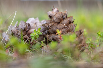 Pinha, flor de pinus caida no chão