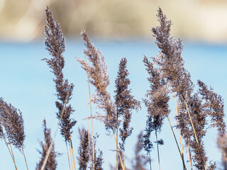 Nahaufnahme - close up von braun beigem Gras an einem blauen See im Naherholungsgebiet ruhiger natürlicher Hintergrund