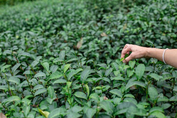 Fototapeta na wymiar Hand is picking the tender shoots of Oolong tea.