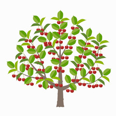 赤い実がいっぱいなったサクランボの木