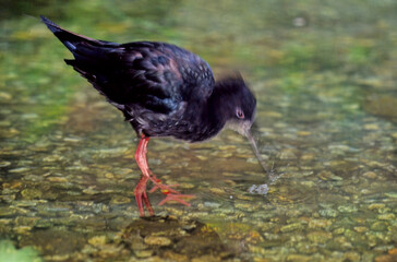 Black stilt