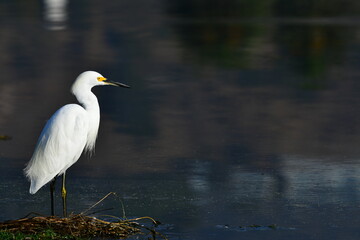 Snowy egret