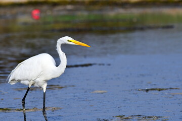 great egret