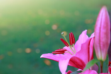 Fototapeta na wymiar Pink lily flower isolated on green background.