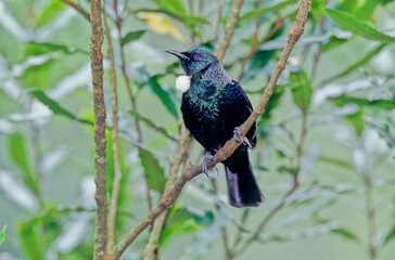 Tūī