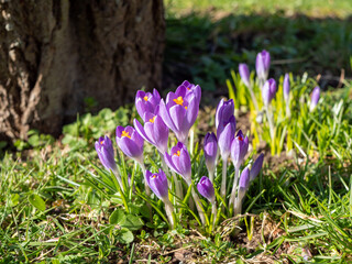 Krokusse in der Sonne im Fr&uuml;hling
