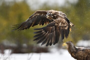 Eagle in flight in the rain in winter