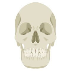 Color illustration of a skull facing forward