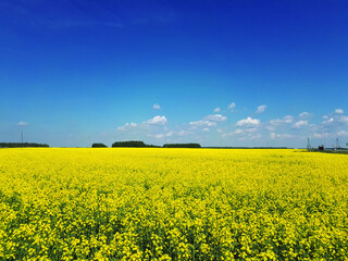 Fototapeta premium rapeseed field and blue sky as the embodiment of the Ukrainian flag