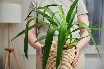 A woman holds a pot with a plant yucca in her hands while standing in a home living room - obrazy, fototapety, plakaty