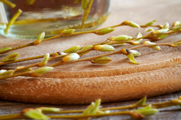 Close up of young willow branches with buds - preparation of herbal tincture © Madeleine Steinbach