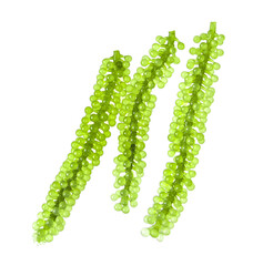 Sea grapes ( green caviar ) seaweed on white © sommai