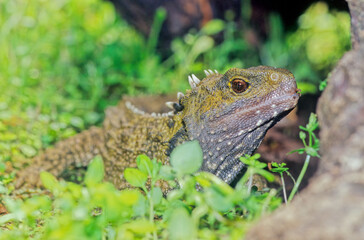 Tuatara.