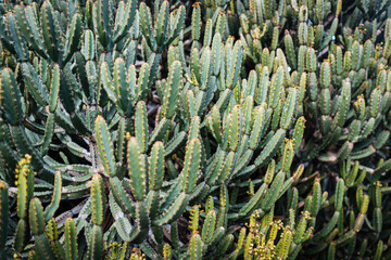 Cactus plants - Garden in Lanzarote, Spain