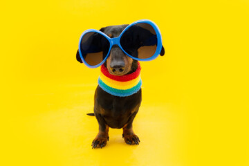 Funny puppy dog ready for carnival or Gay Pride's day. Isolated on yellow colored background