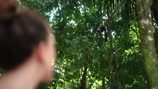 A wild Capuchin monkey in the jungle with a young woman watching it in the foreground