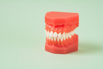 Model with white teeth on green background. Jaw in dentistry. Clean denture, model of the jaw. Dental, oral surgery, stomatology, orthodontist concept