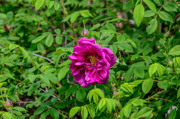 Shrub of rosa acicularis prickly wild rose