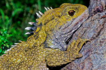 Tuatara.