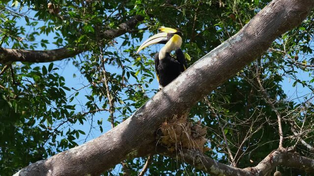 Perched on top of a branch looking to the left and then flies away, Great Pied Hornbill Buceros bicornis, Khao Yai National Park, Thailand.