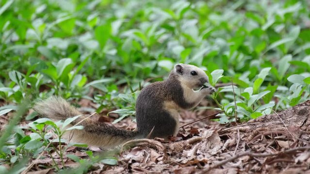 Seen foraging and holding its food with both hands facing to the right, Variable Squirrel Callosciurus finlaysonii, Thailand.