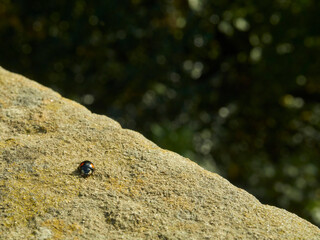 A ladybird explores the lichen on the sunlit stone balustrade of Hampstead Viaduct.