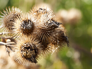 A close up view of a clump of spiky, textured burrs, lit up by bright, sharp autumn sunlight, against a de-focused background of greenery.