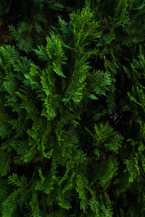 the lush green foliage of the spruce plant species
