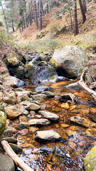 A little waterfall in the forest