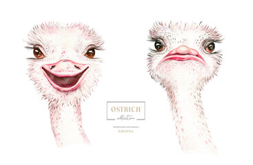 Africa watercolor savanna ostrich bird funny, animal illustration. African Safari wild cute exotic animals face portrait character. Isolated on white poster design - obrazy, fototapety, plakaty