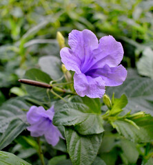 Ruellia tuberosa or minnieroot, popping pod, cracker plant in garden:purple color flower in morning light.