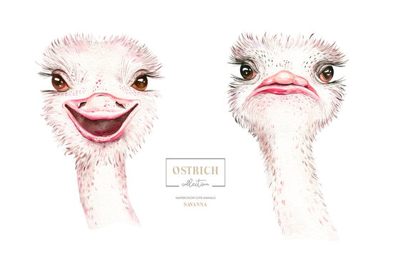 Africa watercolor savanna ostrich bird funny, animal illustration. African Safari wild cute exotic animals face portrait character. Isolated on white poster design