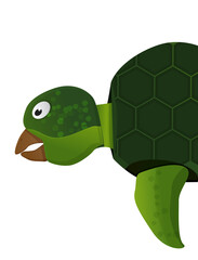 Vector illustration of half body turtle isolated on white background.