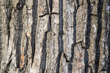 Poplar bark texture for a designer background.