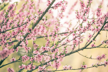 Beautiful cherry blossom sakura in spring time