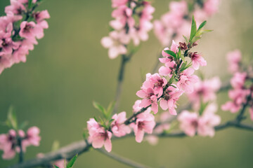Fototapeta na wymiar Beautiful cherry blossom sakura in spring time