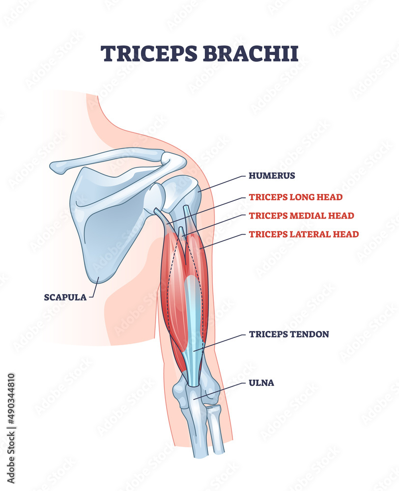 Canvas Prints Triceps brachii muscle with human arm and shoulder bones outline diagram. Labeled educational scheme with long, medial and lateral head muscular system vector illustration. Human skeletal anatomy.