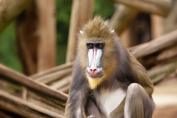 zoo animals living in england