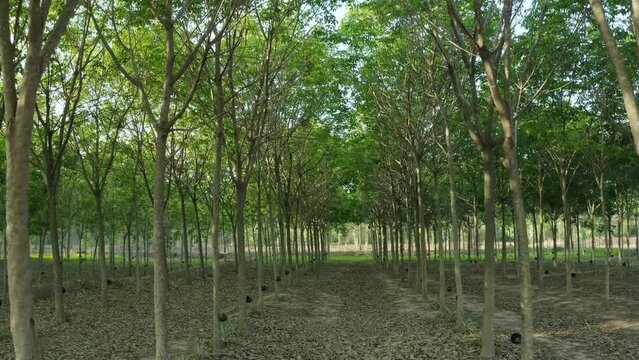 Drone camera view under the rubber trees ,move forward   