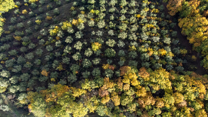 Autunno in bosco