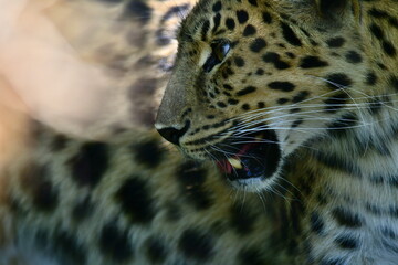 leopard 
