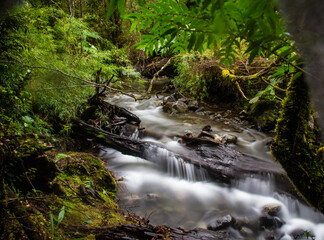 Obraz premium Parque Pumalin - Sector El Amarillo