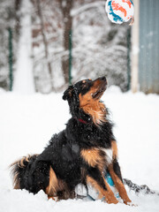 Teddy in snow