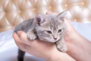A small newborn kitten lies in the hands of a man, close-up. Cozy afternoon nap with pets. Pet owner and his pet
