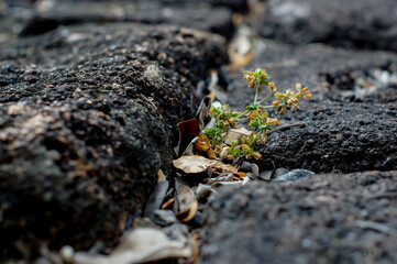 sapling on black brick