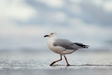 A silver gull on the beach at Gold Coast, Queensland, Australia. The silver gull (Chroicocephalus novaehollandiae) is the most common gull of Australia. 