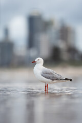 Obraz premium A silver gull on the beach at Gold Coast, Queensland, Australia. The silver gull (Chroicocephalus novaehollandiae) is the most common gull of Australia. 