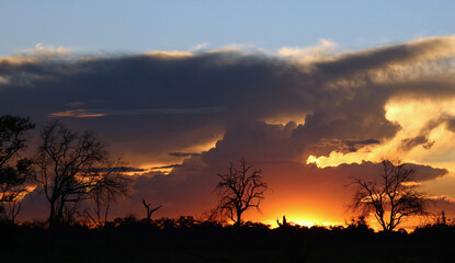 Naklejka premium Sunset in the Moremi Game Reserve, Okavango Delta, Botswana 