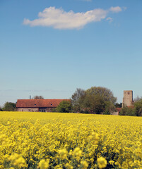 Old buildings across a field of oil seed rape in Norfolk England
