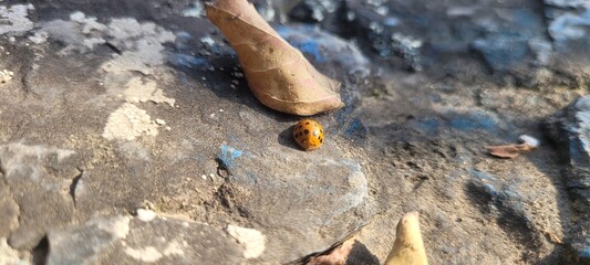 ladybug and rock